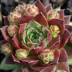 Barba de Jove sempervivum